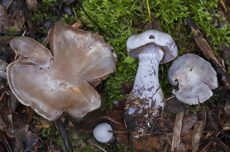 Cortinarius alboviolaceus